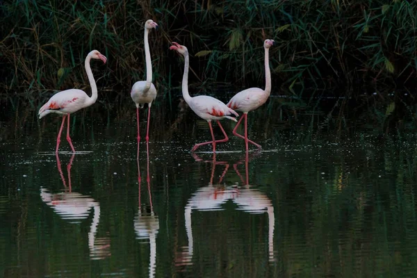 Close Grupo Flamingos Lago Tranquilo Dia Ensolarado — Fotografia de Stock