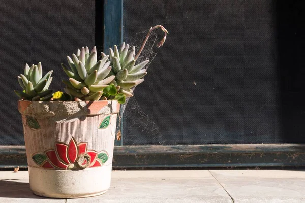 Een Close Shot Van Een Kleine Cactus Een Pot Aan — Stockfoto