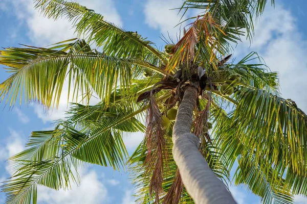 Pohled Nízkého Úhlu Velkou Kokosovou Palmu Proti Modré Oblačné Obloze — Stock fotografie