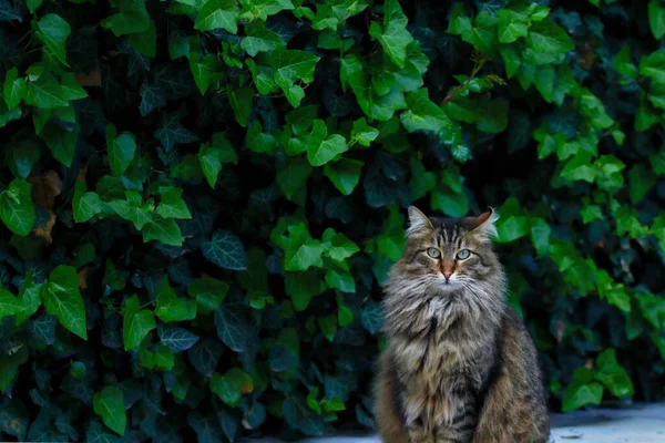 Крупный План Милой Пушистой Кошки Стоящей Рядом Кустом Зеленого Листа — стоковое фото