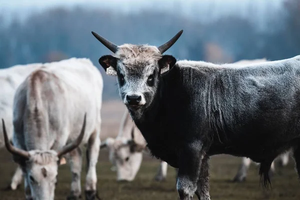 Uma Bela Vaca Cinzenta Húngara Com Chifres Grandes Andando Campo — Fotografia de Stock