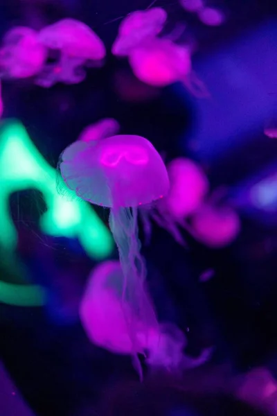 Medúza Plavající Vodě — Stock fotografie