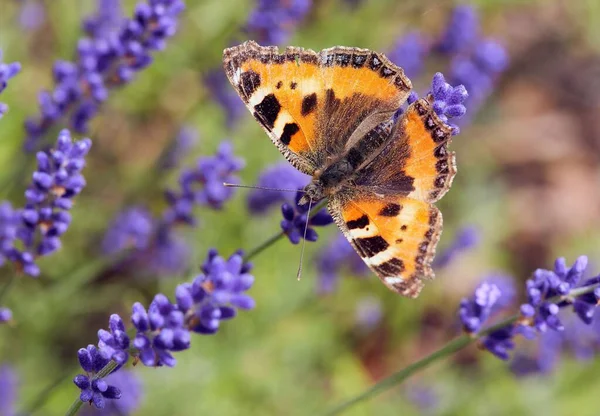 Nahaufnahme Eines Schmetterlings Garten Lavendel Bayern Deutschland — Stockfoto