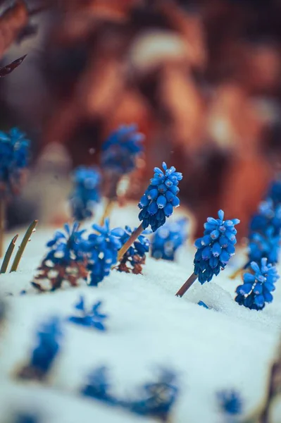 Bulanık Arka Planda Seçici Bir Muscari Mavi Çiçeği Odağı — Stok fotoğraf