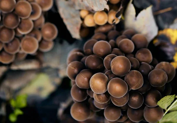 在孤立的背景下生长在森林中的棕色小蘑菇的顶部视图 — 图库照片