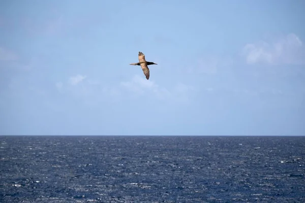 Ein Brauner Sprengsatz Fliegt Über Das Meer Vor Blauem Himmel — Stockfoto