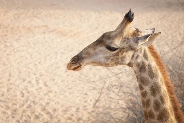 Ein Seitliches Porträt Einer Giraffe Der Wüste — Stockfoto
