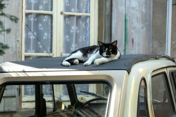 Detailní Záběr Pouliční Kočky Ležící Střeše Starého Auta — Stock fotografie