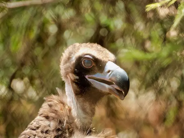 一只毛茸茸的棕色秃鹫的特写镜头 — 图库照片