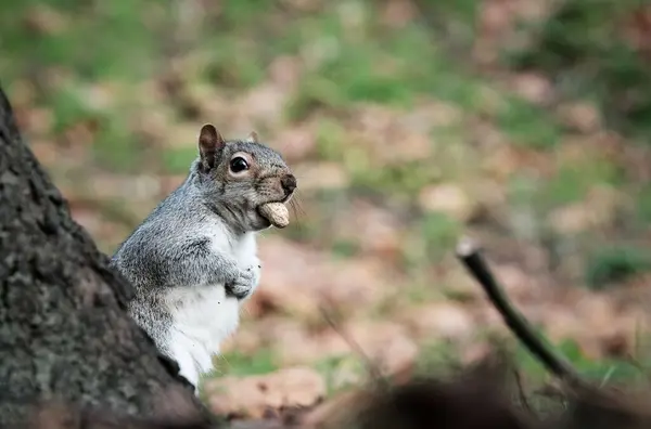 Selective Squirrel Park — Foto de Stock