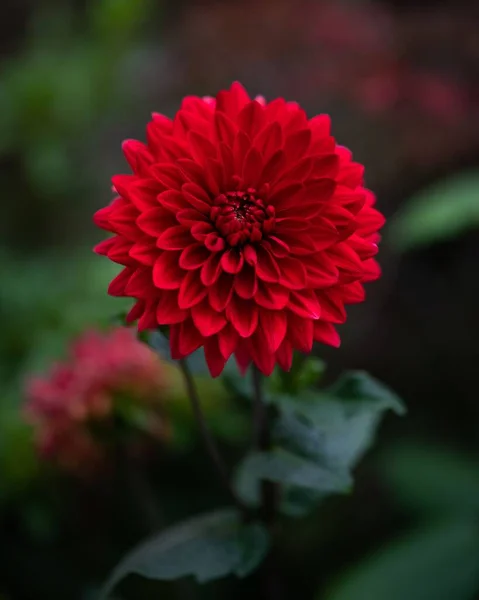 Pionowe Zbliżenie Ujęcia Czerwonego Kwiatu Dahlii — Zdjęcie stockowe
