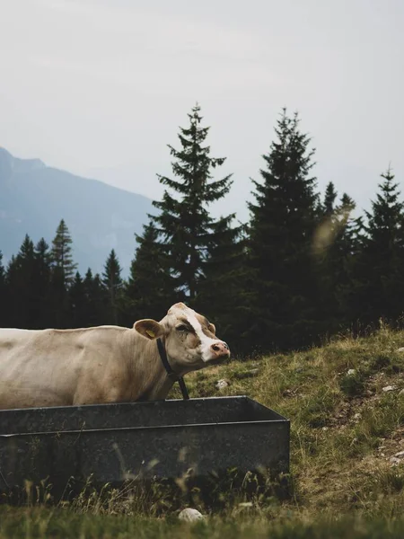 Tiro Vertical Uma Vaca Telemark Manchada Bebendo Água Prado Verde — Fotografia de Stock