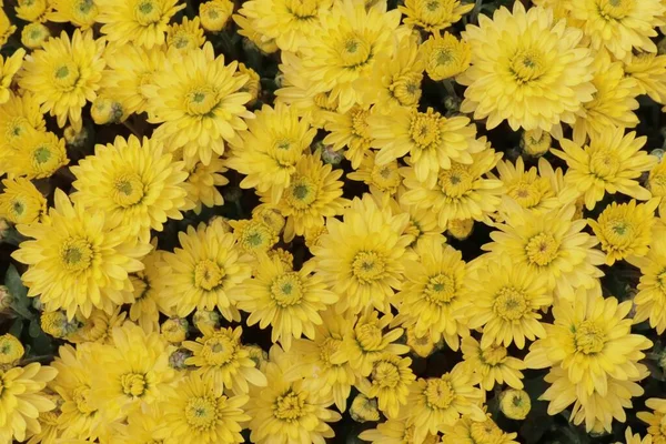Bahçedeki Küçük Sarı Çiçeklerin Üst Görüntüsü — Stok fotoğraf