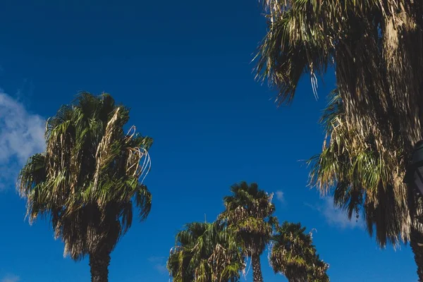 背景是乌云蓝天的棕榈树 — 图库照片