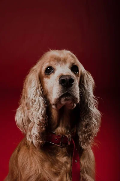 Retrato Vertical Adorável Marrom Inglês Cocker Spaniel Cão Contra Fundo — Fotografia de Stock