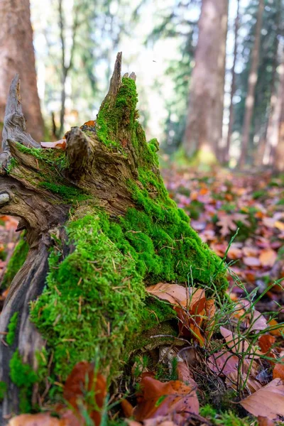 Вертикальный Снимок Старого Деревянного Куска Покрытого Зеленым Мхом Лесу Яркий — стоковое фото
