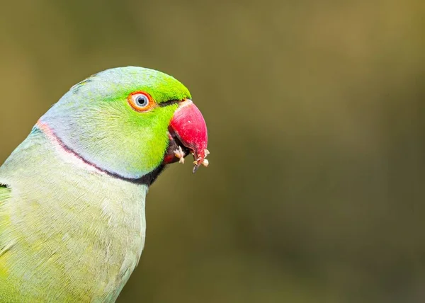 Zbliżenie Papugi Różanej Niewyraźne Tło — Zdjęcie stockowe