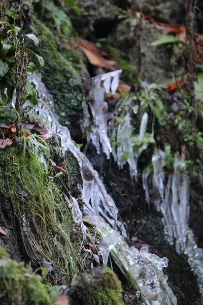 Closeup Icicles Rocks Covered Moss Plants — Stock Photo, Image