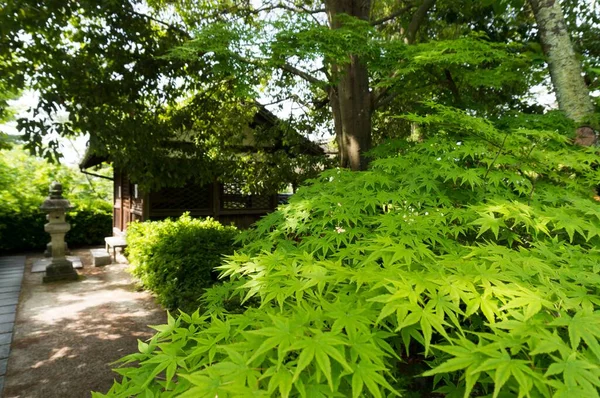 Folhas Verdes Uma Árvore Bordo Com Pavilhão Fundo — Fotografia de Stock