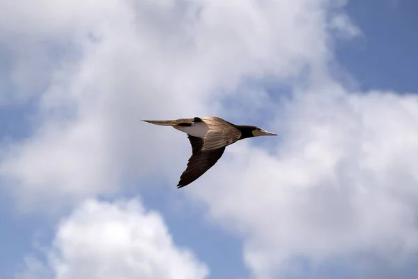 Booby Marrón Volando Contra Cielo Azul Con Nubes — Foto de Stock