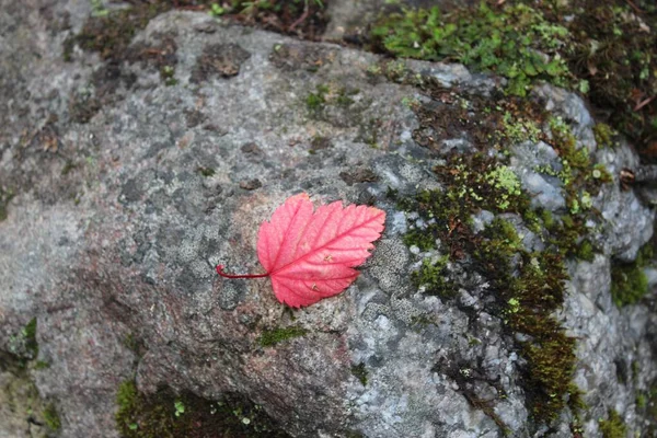 Una Toma Aérea Una Hoja Arce Rojo Sobre Una Roca —  Fotos de Stock