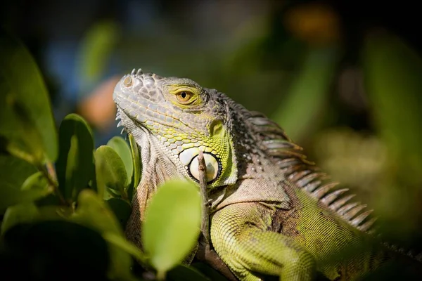 緑と葉に囲まれたイグアナのクローズアップ — ストック写真
