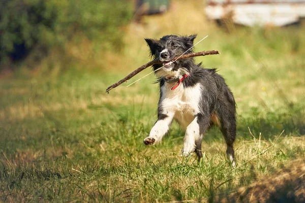 一只可爱的狗在阳光灿烂的田野里快乐地跑来跑去 模糊的背景下 嘴里衔着根棍子 — 图库照片
