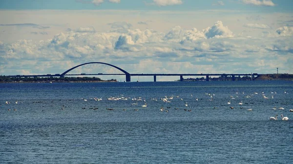 Image Fehmarnsund Baltic Sea Ducks Swans — Stock Photo, Image