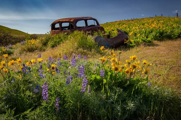 Gammel Forladt Bil Mark Med Farverige Blomster Staten Washington - Stock-foto