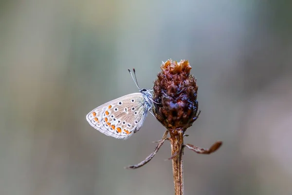一种栖息在植物上的多头蝴蝶 — 图库照片