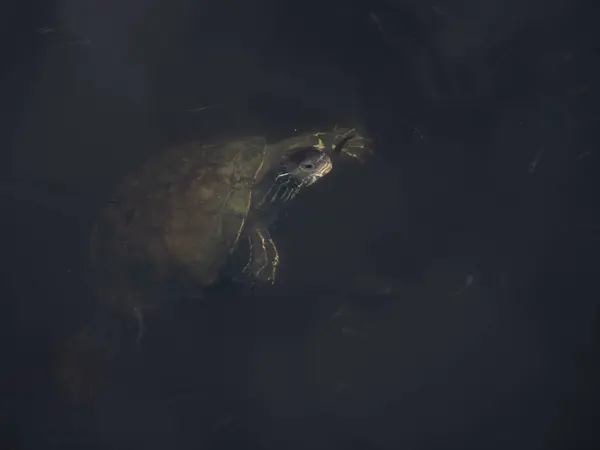 Μια Υδρόβια Χελώνα Που Κολυμπάει Στο Νερό — Φωτογραφία Αρχείου