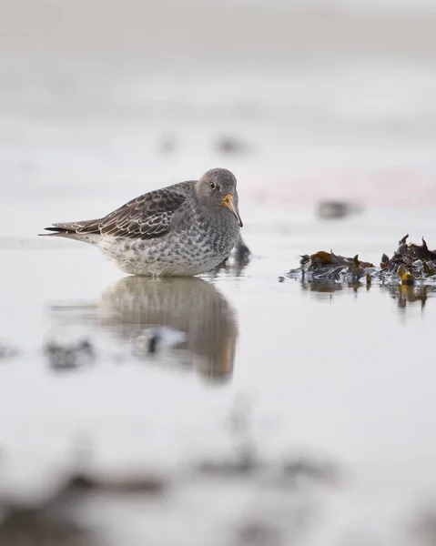 Kayalık Gölde Yiyecek Arayan Deniz Çulluğu Kuşunun Yakın Çekimi — Stok fotoğraf