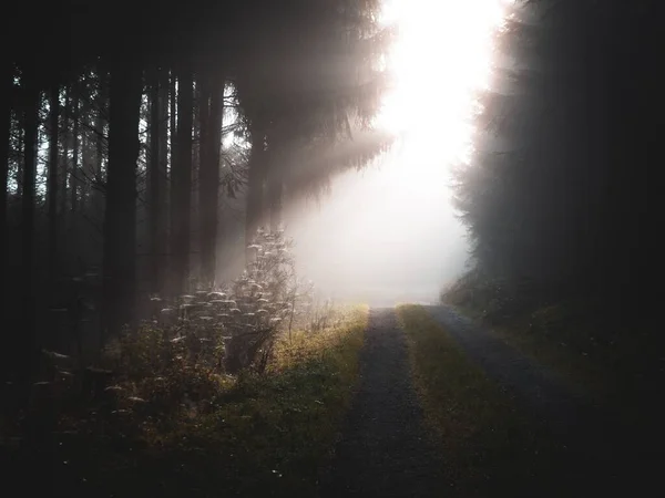 Ένας Χωματόδρομος Διασχίζει Ένα Ομιχλώδες Δάσος Λαμπερό Φως Λάμπει Στον — Φωτογραφία Αρχείου