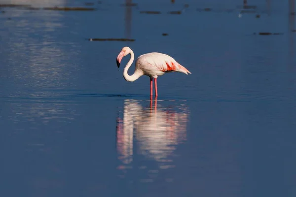 Nahaufnahme Eines Flamingos Der Einem Sonnigen Tag Einem Ruhigen See — Stockfoto