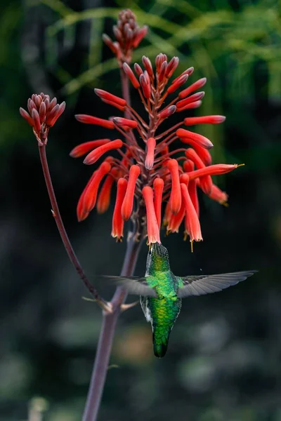森の中で食べ物を集めるハチドリと赤い花のクローズアップ — ストック写真