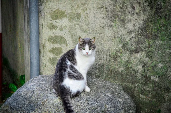Szary Bia Kot Siedzi Szczycie Cementowej Ciany — Zdjęcie stockowe