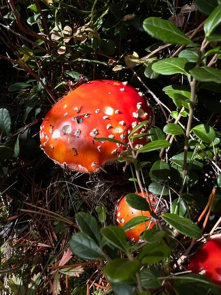 Ein Senkrechter Schuss Krankhafter Pilze Auf Dem Boden Eines Waldes — Stockfoto
