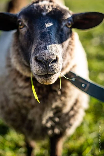 Vertical Shot Domestic Sheep Farm — Stock Photo, Image