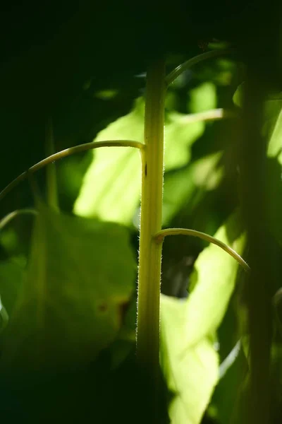 Closeup Growing Plant Stem — Stock Photo, Image