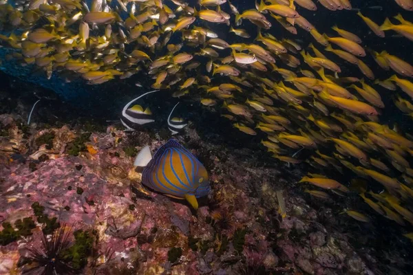 Close Grupo Peixes Coloridos Nadando Mar Azul Profundo Sobre Corais — Fotografia de Stock
