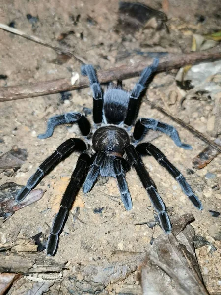 洪都拉斯热带雨林中的一只黑色巨蛛 — 图库照片