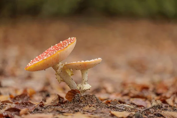 Tiro Macro Cogumelo Amanita Vermelho Com Pontos Brancos Chão Com — Fotografia de Stock