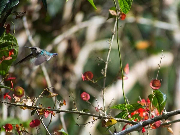 Ochna Çiçeğinden Nektar Toplayan Bir Arı Sinekkuşunun Yakın Çekimi — Stok fotoğraf