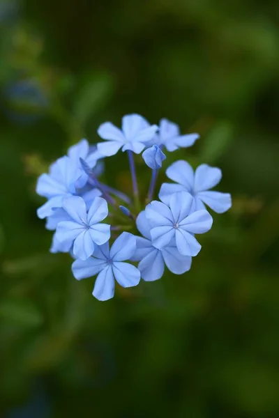 Eine Nahaufnahme Blühender Blauer Plumbago Blumen — Stockfoto