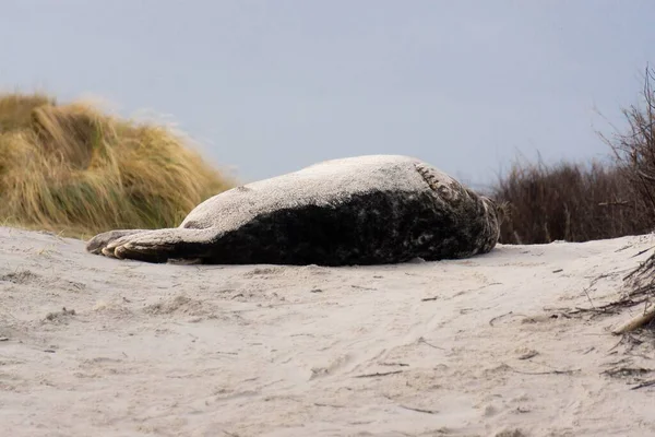 阳光下一只可爱而蓬松的海豹躺在沙滩上的特写镜头 — 图库照片
