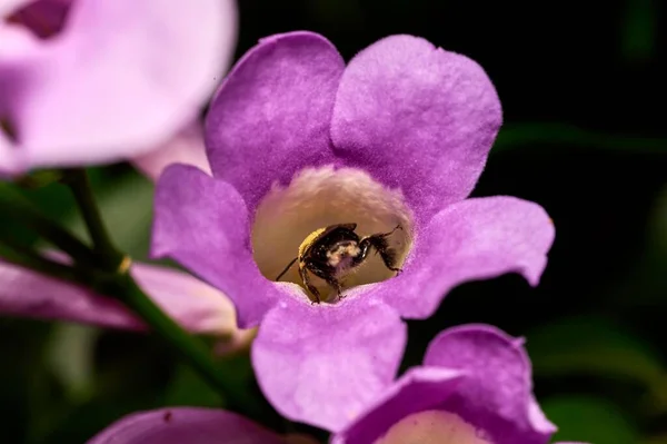 Zbliżenie Ujęcie Trzmiela Zbierającego Nektar Purpurowego Kwiatu — Zdjęcie stockowe