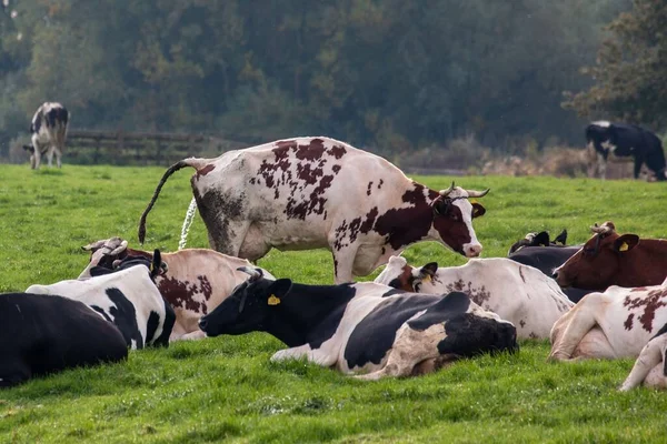 Una Hermosa Vista Las Vacas Campo Verde —  Fotos de Stock