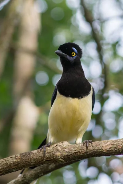 Closeup Gorgeous Plush Crested Jay Perched Tree Branch Natural Bokeh — Stock Photo, Image