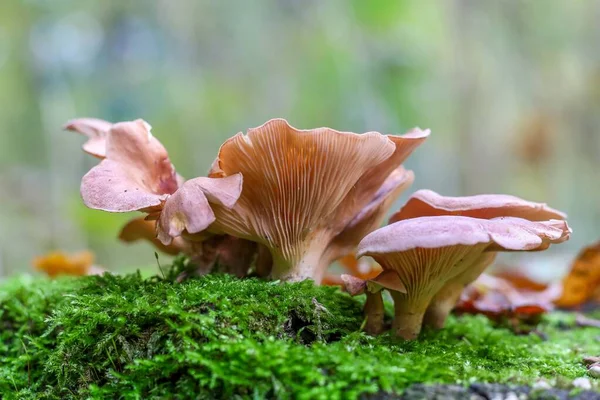 Closeup Shot Wild Oyster Mushrooms Mossy Surface — Stock Photo, Image
