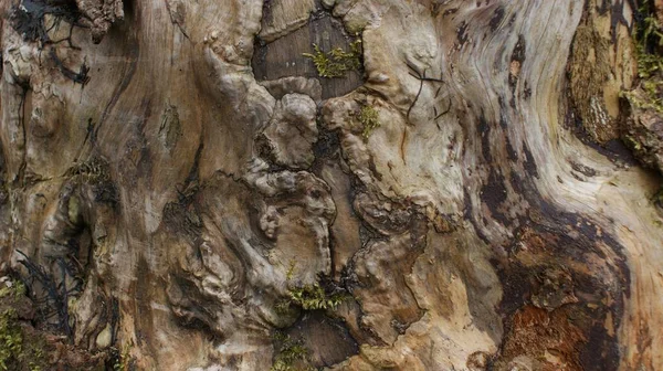 Ξύλινος Φλοιός Που Μοιάζει Αναγεννησιακό Πίνακα — Φωτογραφία Αρχείου